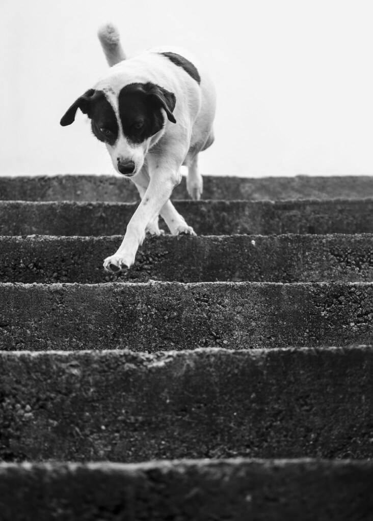 Pretty Dog walking down the Stairs PauloChiozzini Flickr