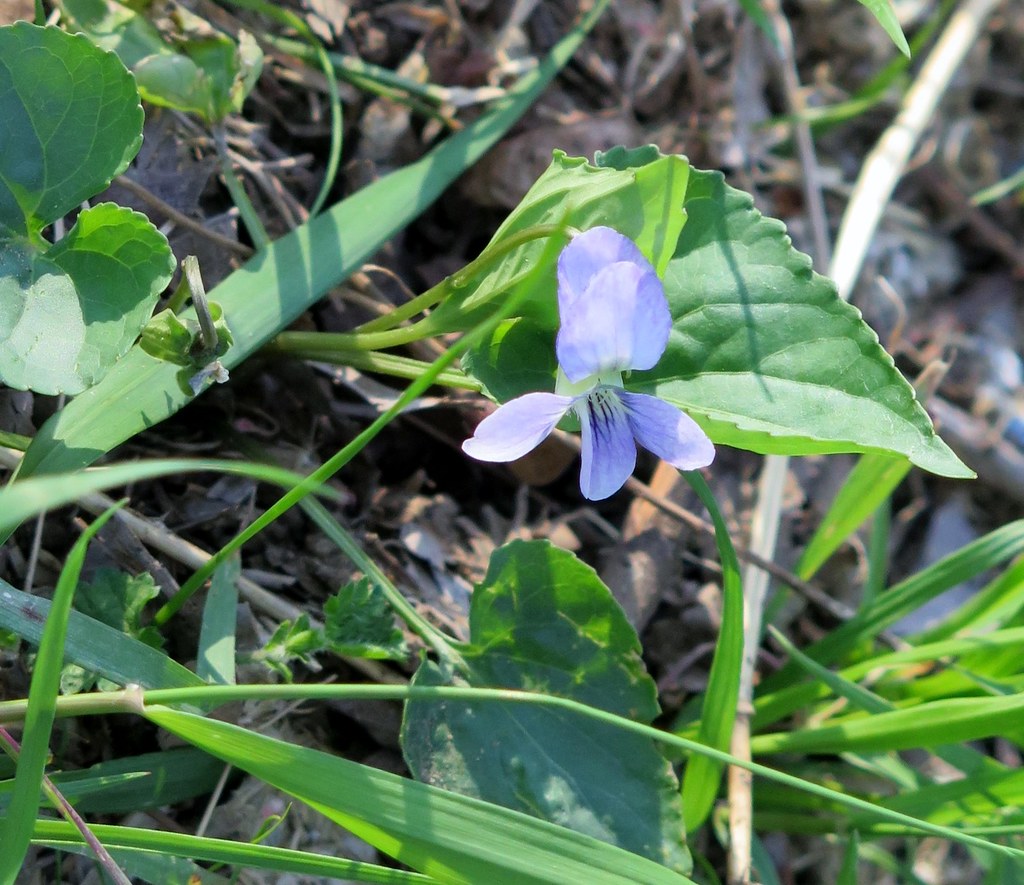 Missouri violet (Viola sororia var. missouriensis) Violace… Flickr