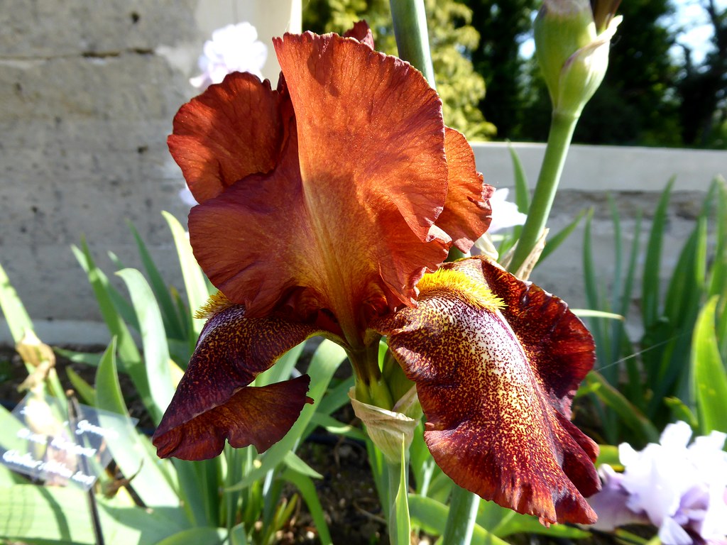 La vallée des iris Parc floral d'OrléanslaSource (Loir… Flickr