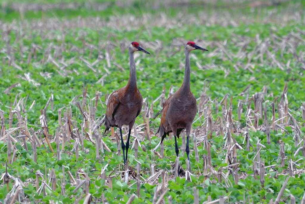Sandhill Cranes, Wisconsin, Racine County Earl Leatherberry Flickr