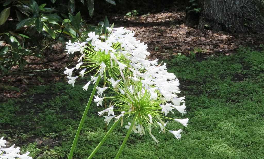 Flowers 4031 Kanapaha Botanical Garden, Alachua County, Fl… Flickr