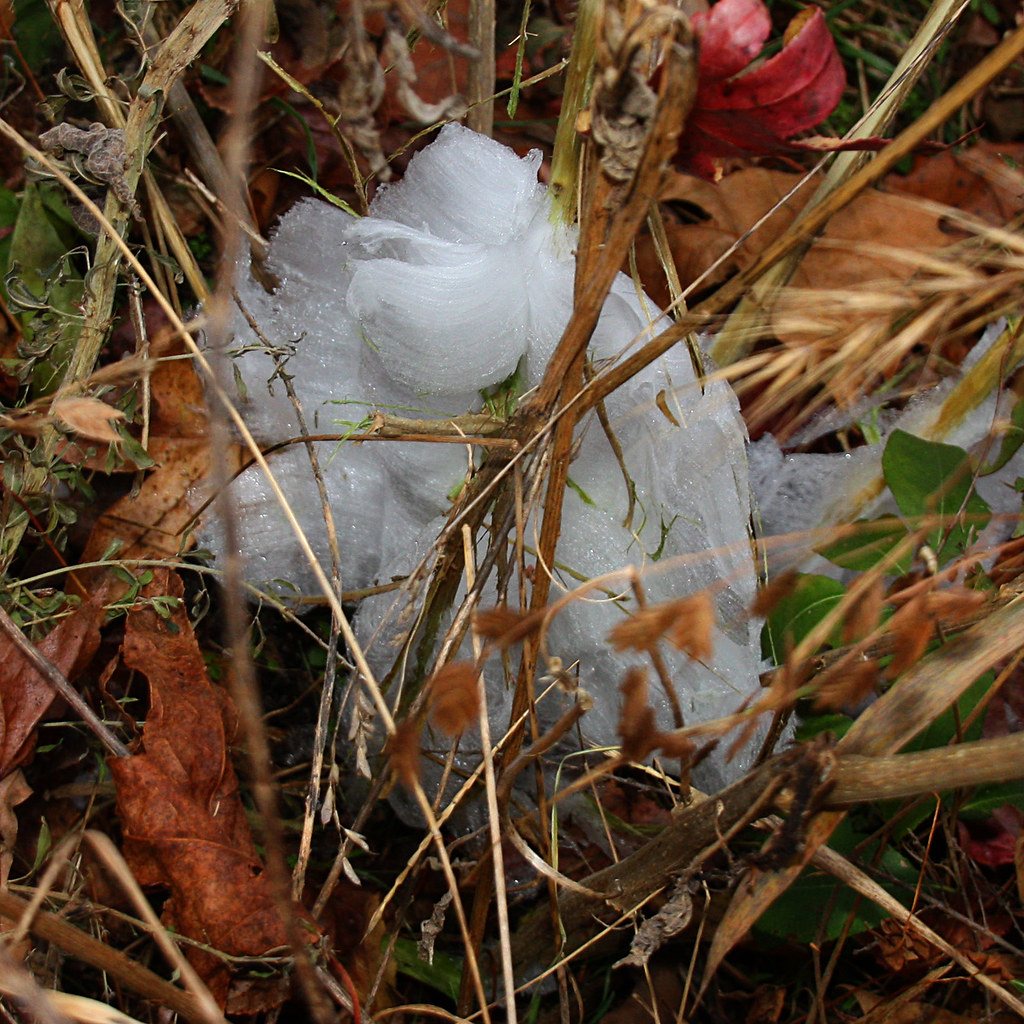 Frost Flowers Delicate ribbons of ice squeezed from plant … Flickr