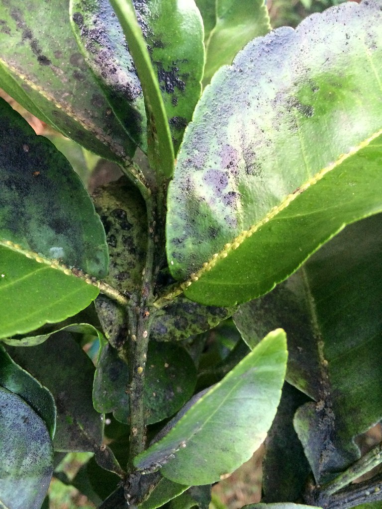 Citrus Scale insects and sooty mold Read www.ctahr.hawai… Flickr