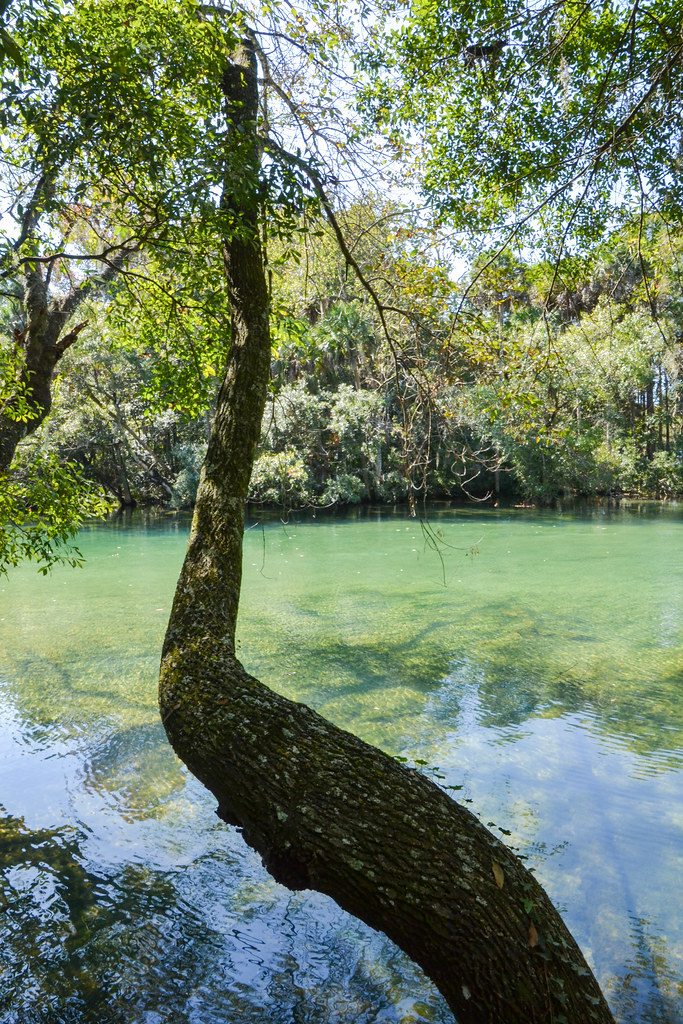 Elevation of 7 Mangrove Ct S, Homosassa, FL, USA Topographic Map