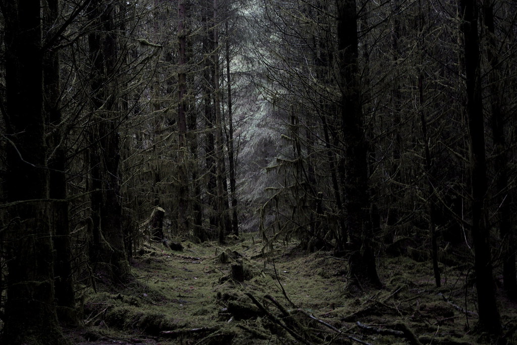 Deep Dark Woods Connel Soutar Flickr