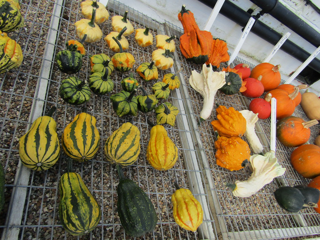 Gourds and squashes West Dean Gardens near Singleton, West… Flickr