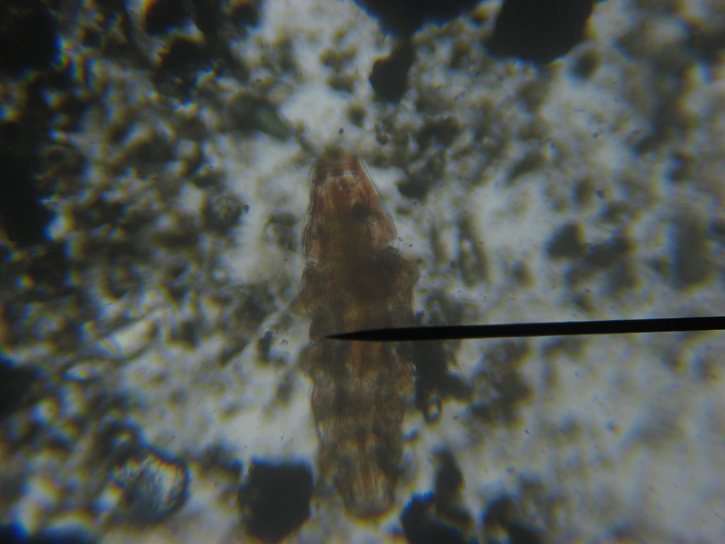 Water Bear/Tardigrade One of the most indestructible anima… Flickr