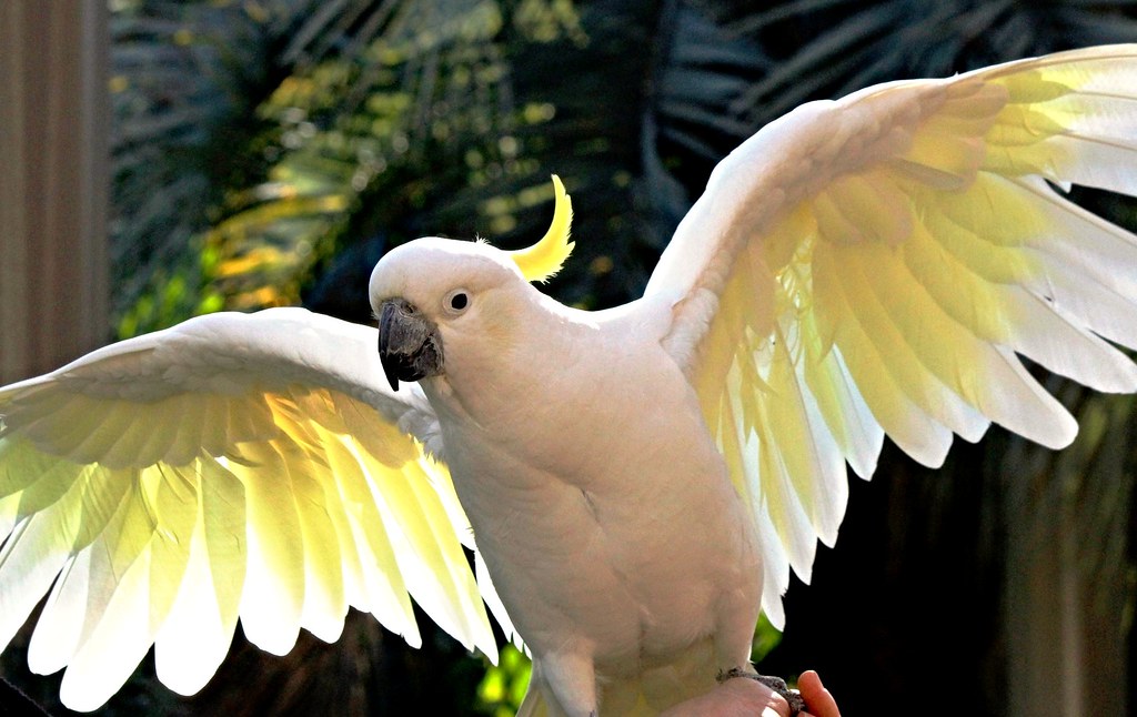 Bird Sulphurcrested cockatoo Bird Sulphurcrested coc… Flickr