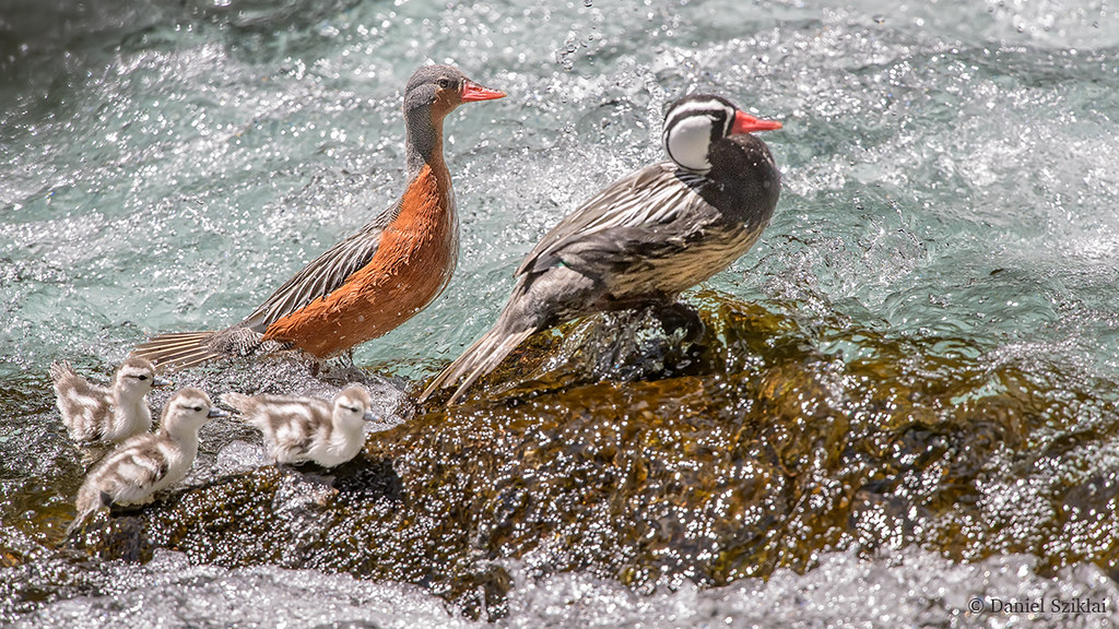 Pato Cortacorrientes. armada. Torrent Duck Flickr