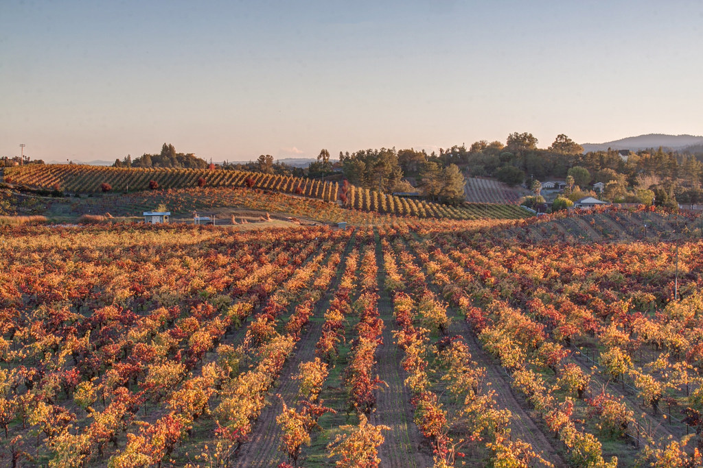 IMG_4328 Ridge Winery, Sonoma County, CA Wineries, Sonoma … Flickr