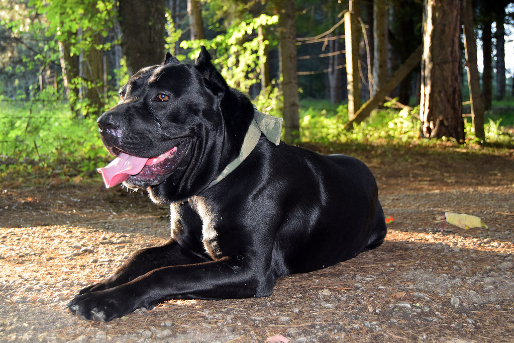 CaneCorso8 Cane Corso Dog Breed You must give Photo credi… Flickr