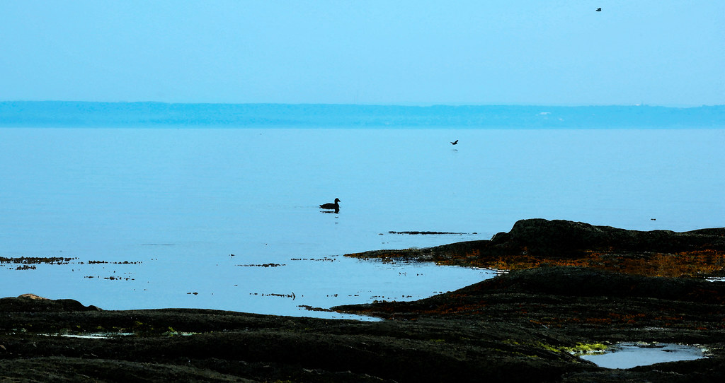 The Black Duck Stowe Flickr
