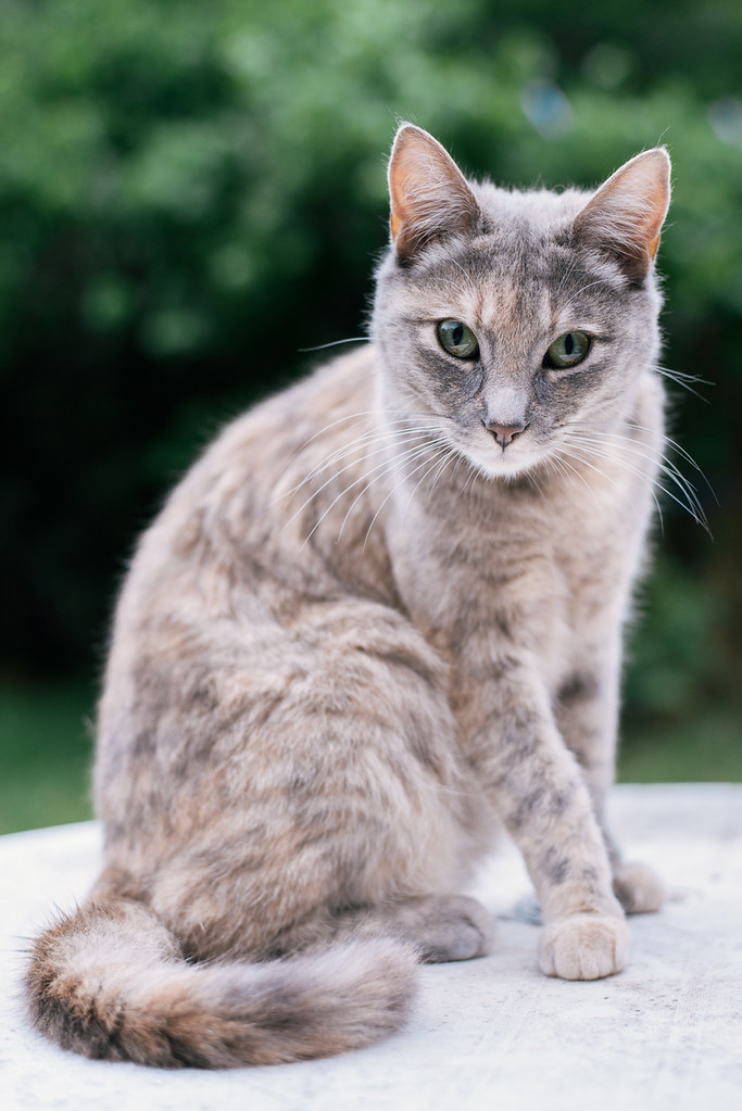 Elliot Obligatory cat photo (Elliot one of the cats that I… Flickr