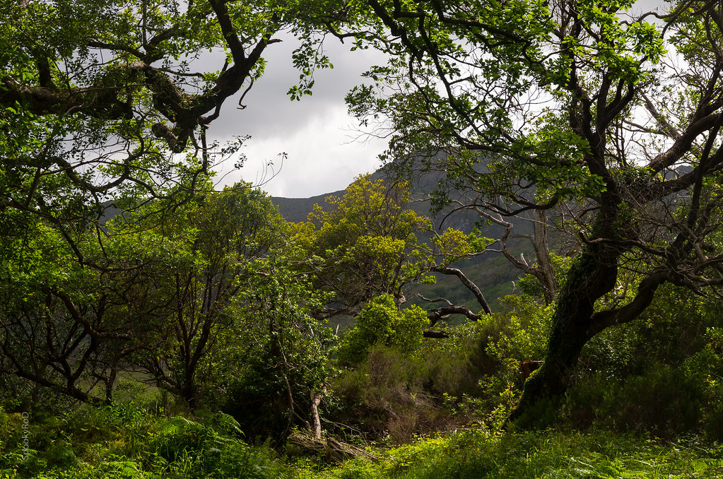Killarney National Park Woods Woods in the Killarney Natio… Flickr