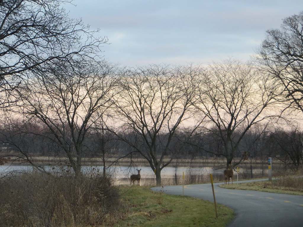 Deer Crossing Hastings Lake Lake County Forest Preserve Li… Flickr