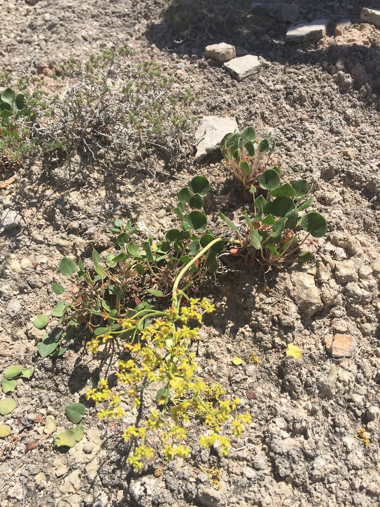 Gypsum Wild Buckwheat The BLM manages habitat for 245 wild… Flickr