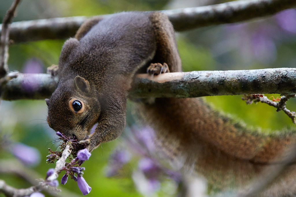 Plantain Squirrel Plantain Squirrel Melvin Yap Flickr