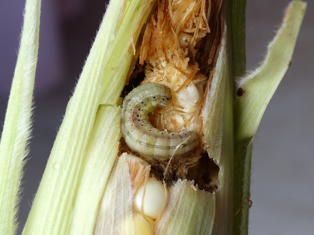 Flickriver Photoset 'Corn earworm' by Plant pests and diseases