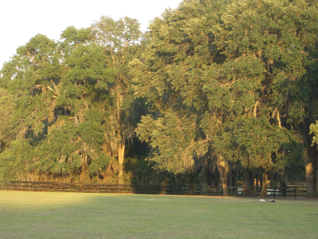 Landscape Weirsdale, Florida bowdenartist Flickr