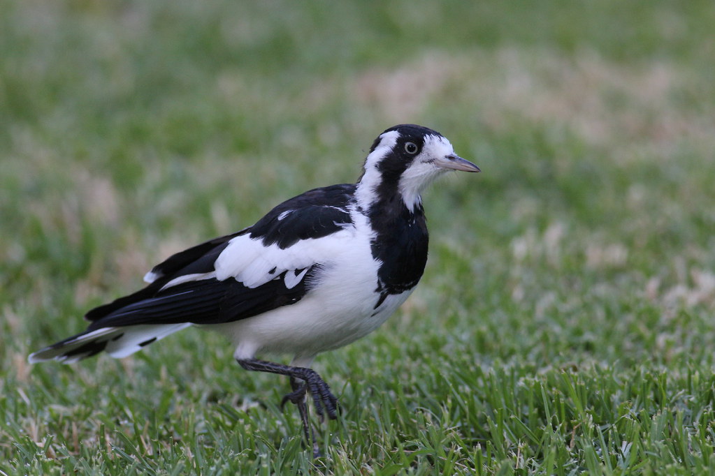 Murray magpie aka magpielark, Grallina cyanoleuca Flickr