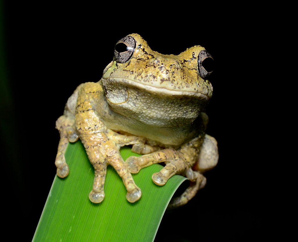 Gray Tree Frog Lake Mohawk, Sussex County, NJ June 1, 2016