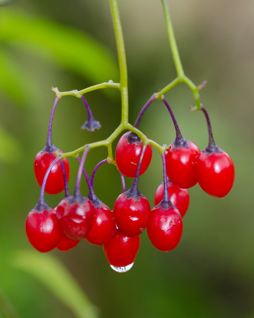Woody Nightshade berries Woody Nightshade berries Flickr