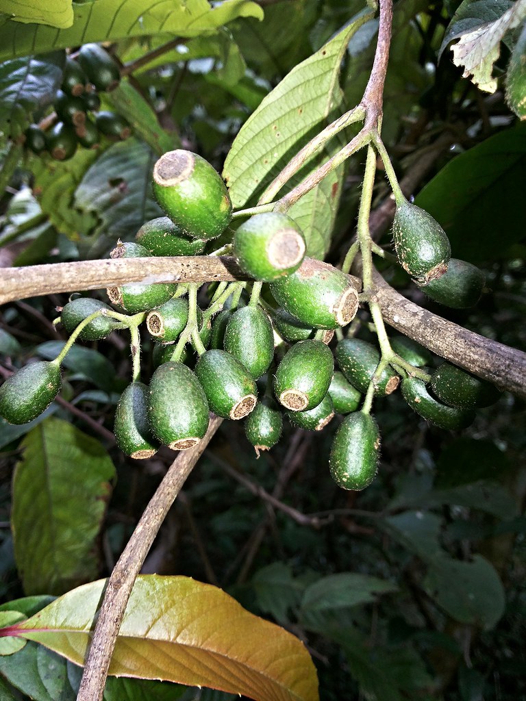 Mussaenda frondosa L. Jeniang Kedah, Malaysia. Fruits of