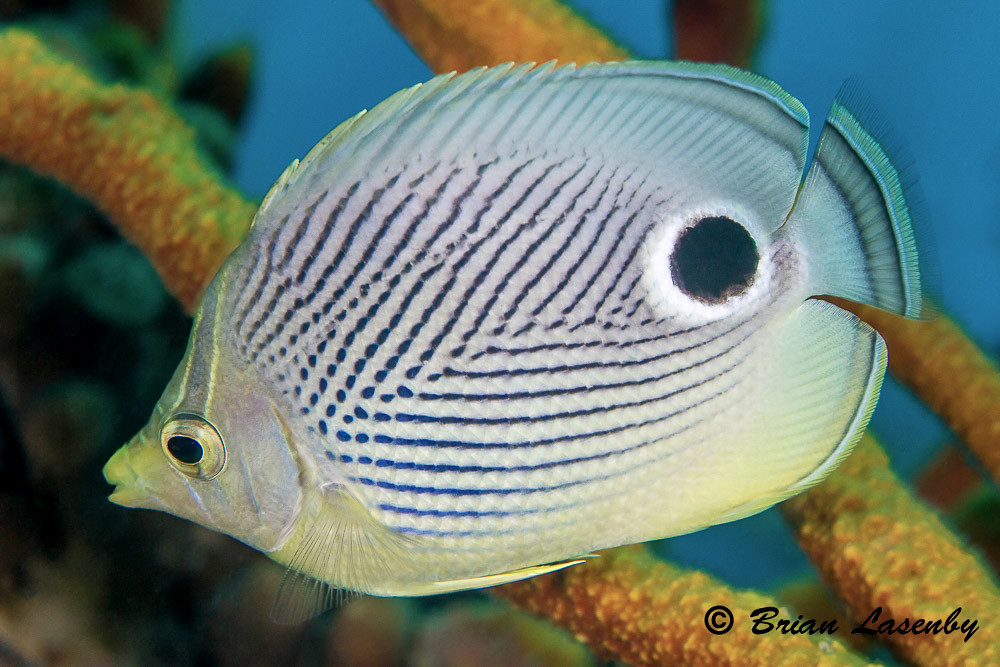 Closeup of Foureye Butterflyfish Closeup of Foureye Butter… Flickr