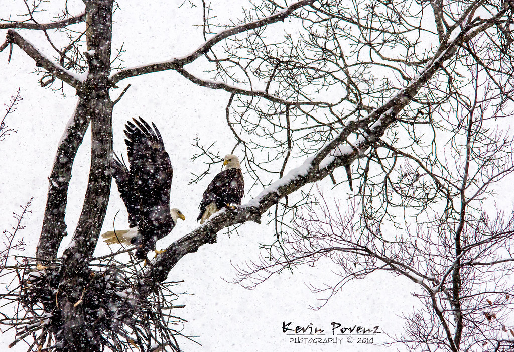 Bald Eagles in a snow storm 20141116 2313CR2L1 I debat… Flickr