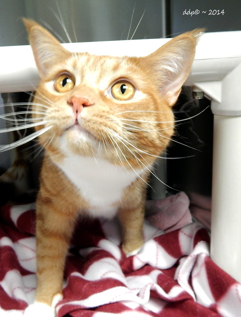Orange Creamsicle Cat at Heartland Humane Society Meet Amb… Flickr
