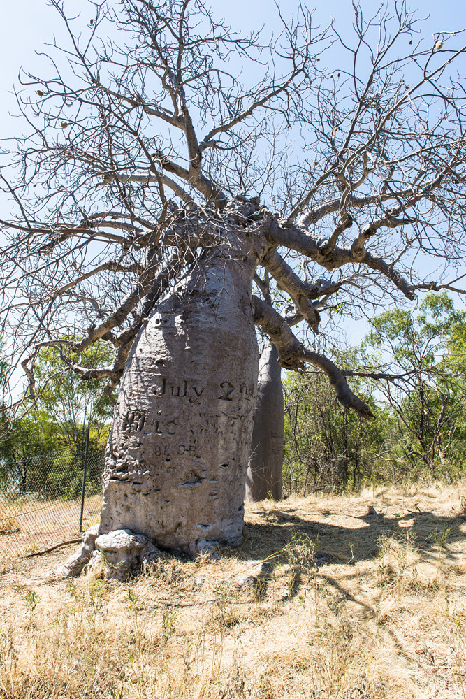 Gregory's Tree, Victoria River, Timber Creek, Northern Ter… Flickr