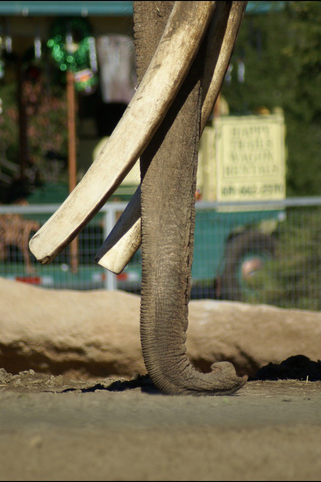 San Diego Zoo Asian Elephant Ranchipur (short&longtusks) Flickr