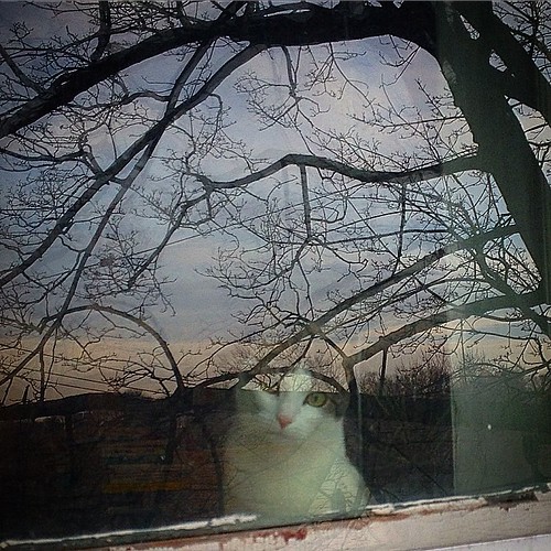 Suri cat watches me leave on a cold winter morning. Flickr