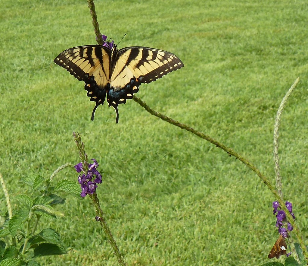 Butterfly Norfolk Botanical Garden Norfolk VA Sept 16 2015… Flickr