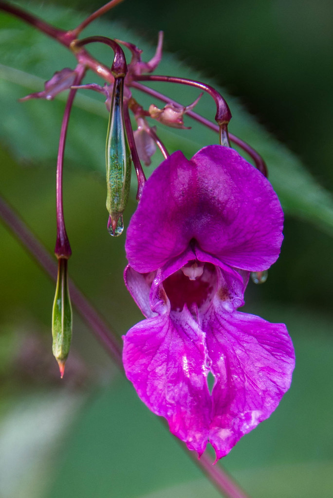Flower with the Pearl Earrings On walk above Trehafod and… Flickr