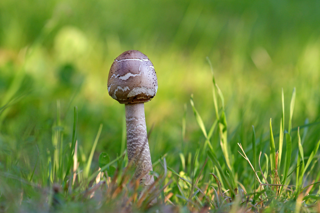 Fungo | Fungo | Andrea D'Angiolo | Flickr