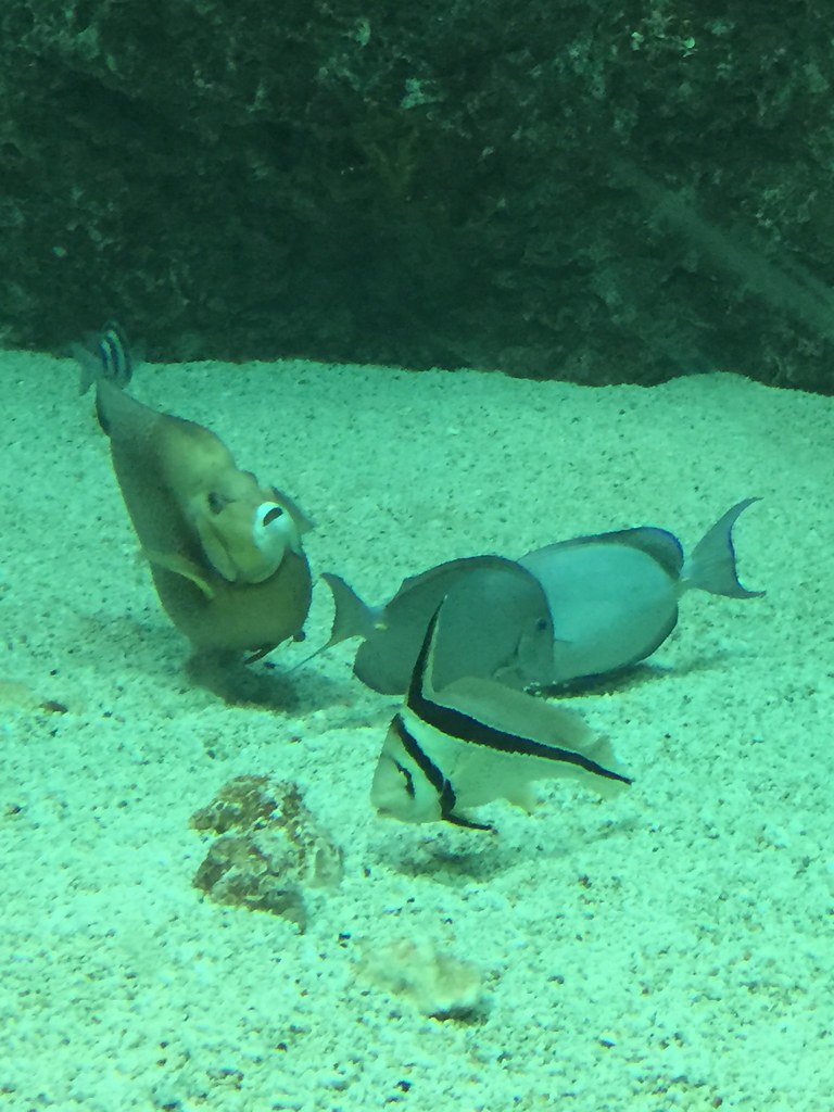 IMG_0244 They are still meeting lol 魚兒開大會. 中間兩隻吵得厲害快打起來了, … Flickr