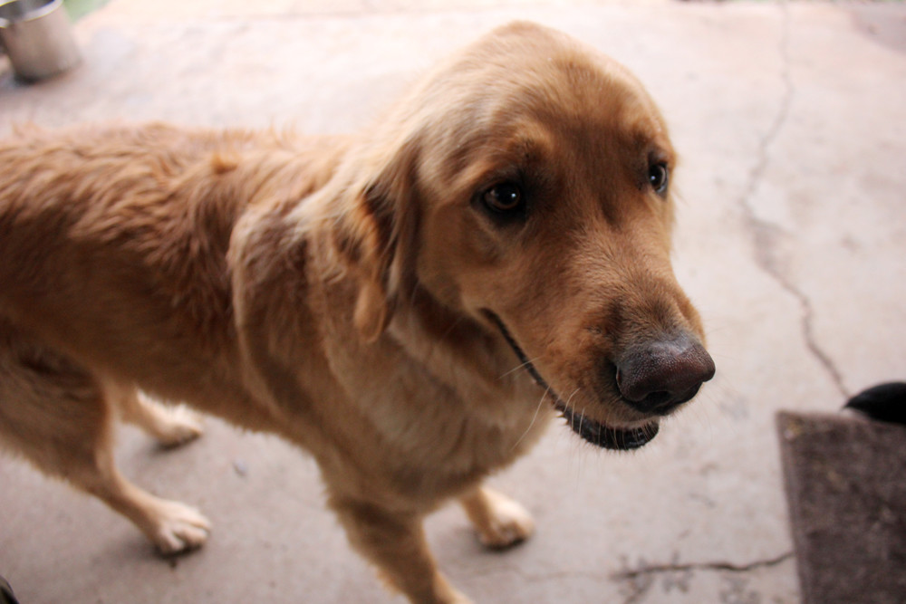 Dogmata Dog Daycare & Boarding Panama City, FL Dogmata Flickr
