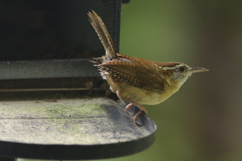 Busy feeding growing chicks House wren, Troglodytes aedon … Flickr