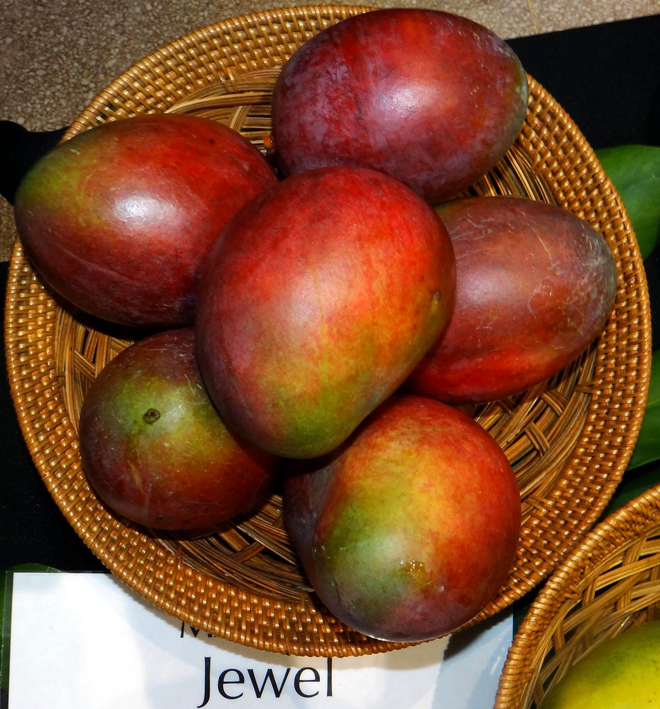 Mango 327 JEWEL ========================================… Flickr