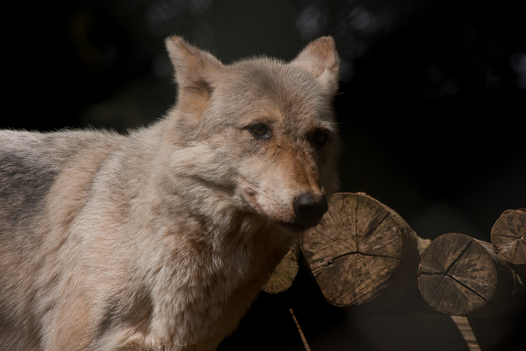 nataa 3 shaun ellis' timber wolves at dartmoor zoo llingafaal Flickr