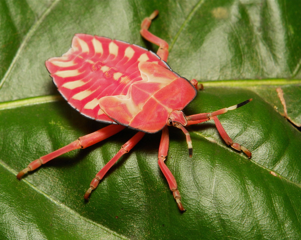 Giant Shield Bug or Giant Stink Bug Nymph (Tessaratomidae)… Flickr