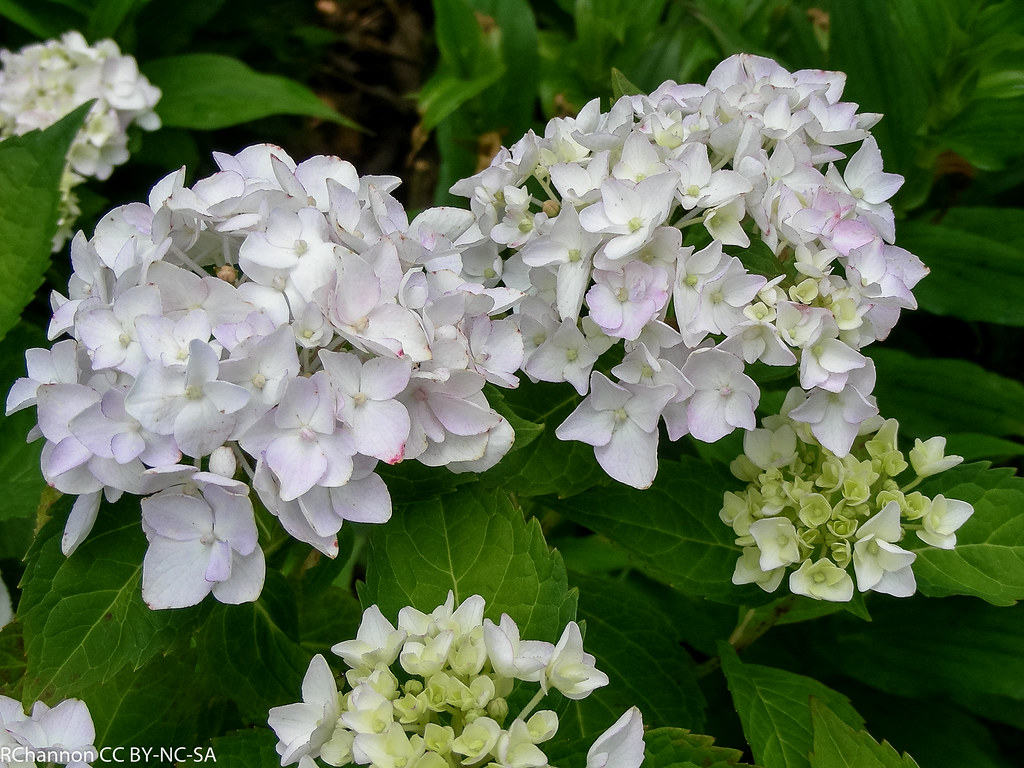 hydrangea macrophylla blushing bride, myyard, jdy169 XX200… Flickr