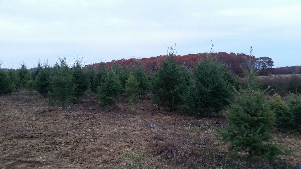 Lewins Christmas Trees at Devin Hoehn blog