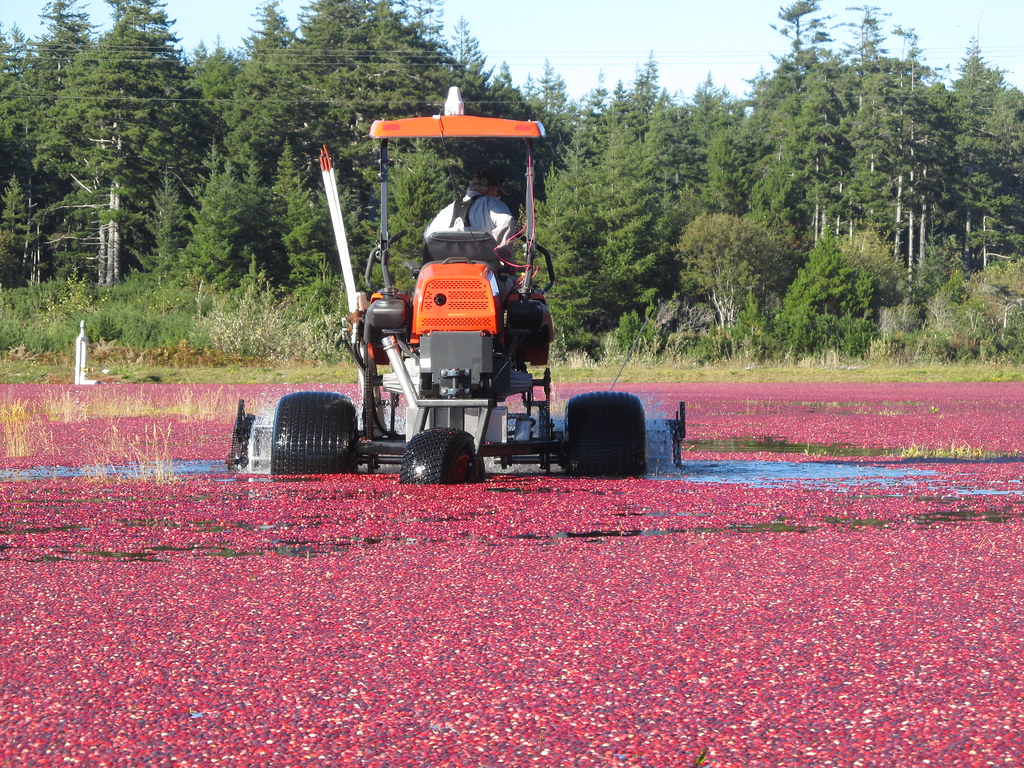Harvesting Cranberries US Rt 40 Flickr