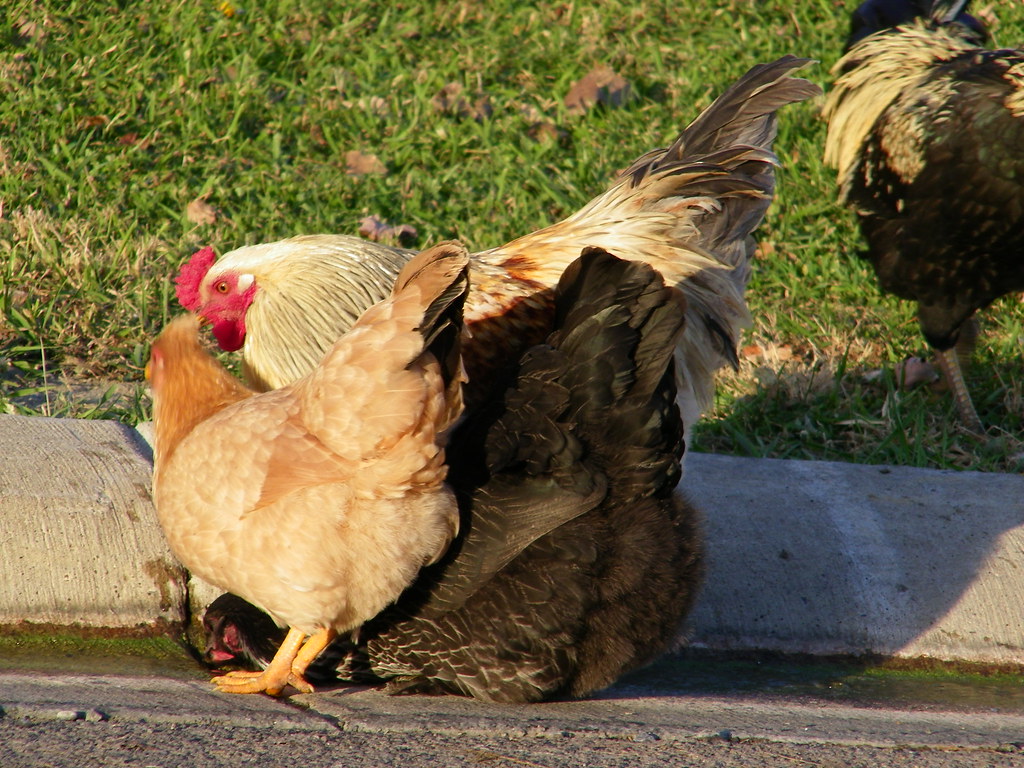 100_9306 November 2, 2014 Chickens in Otsego, Minnesota Minnesota