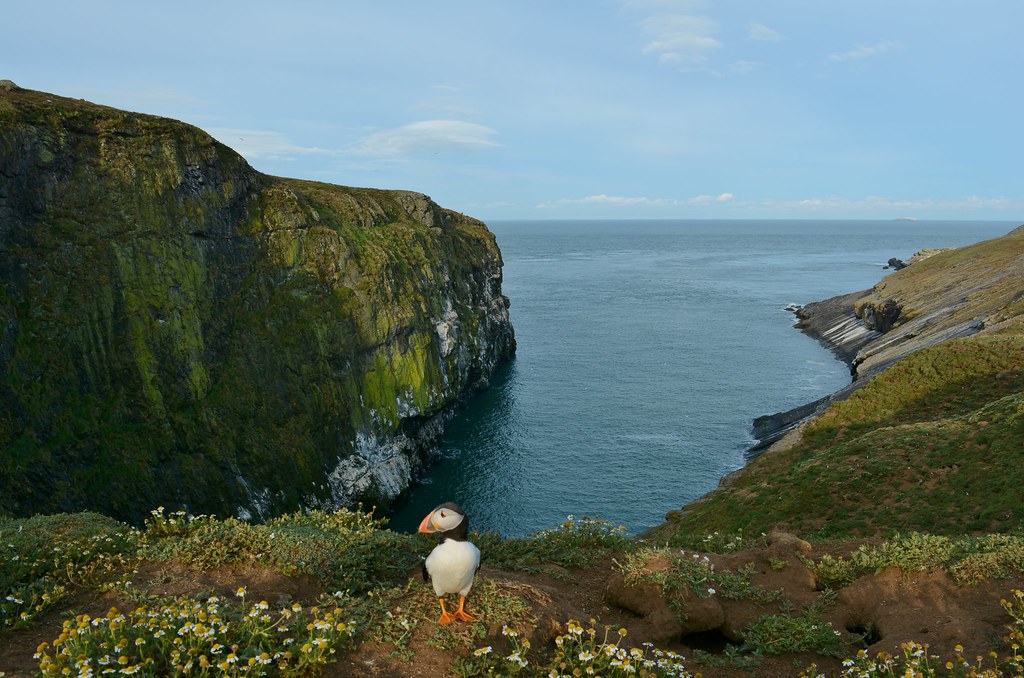 The Wick, Skomer Island The volcanic rocks of which Skomer… Flickr