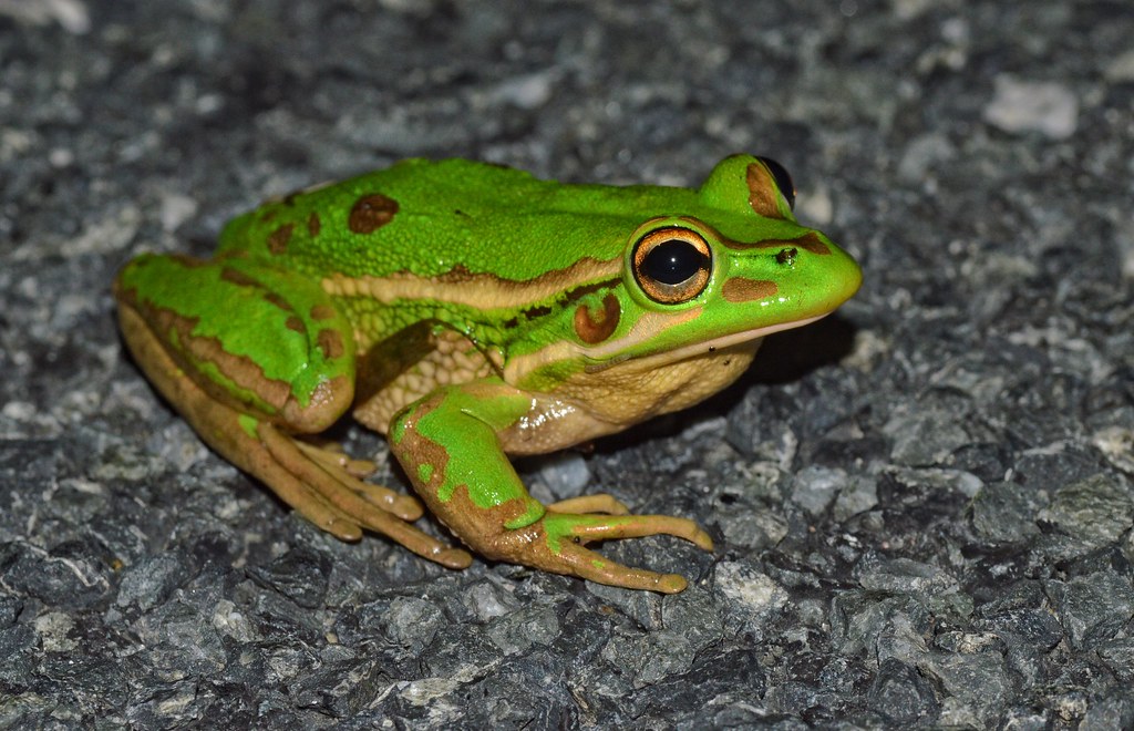 Litoria aurea Golden Bell Frog in New Zealand