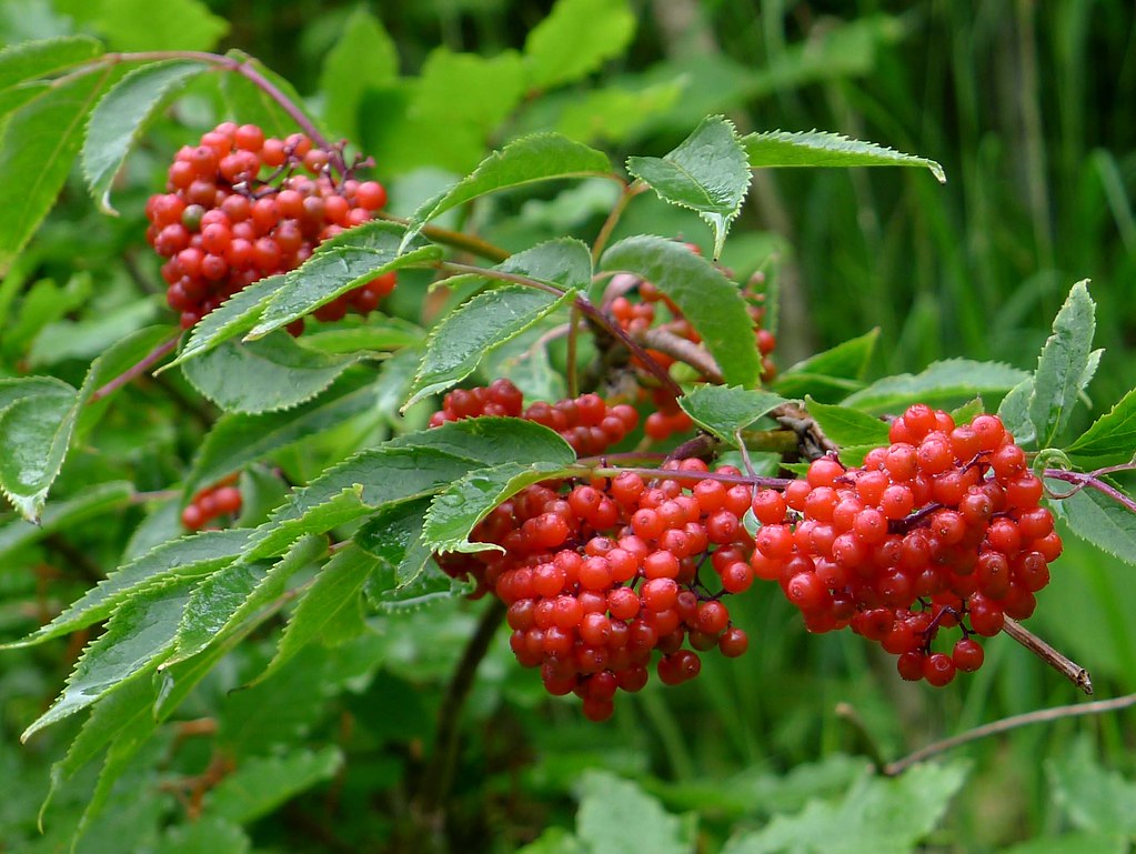 Guelder Rose Berries gailhampshire Flickr