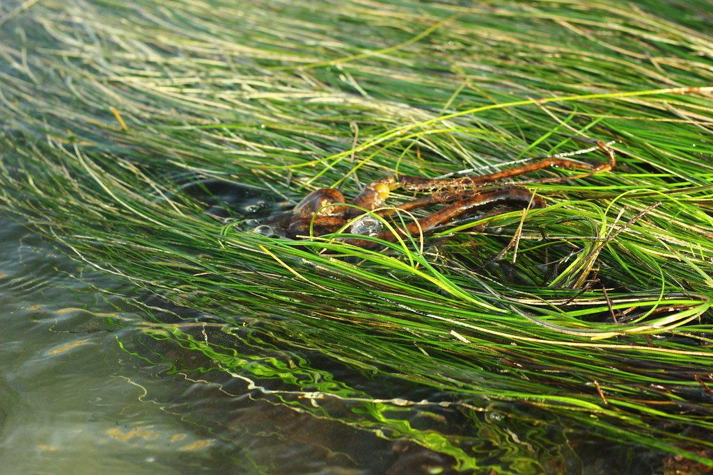 IMG_1251 California twospot octopus Four75 Photography Flickr